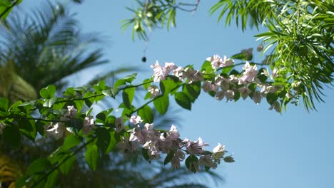 在晴朗的阳光下,花<unk>白葡萄树跨越框架