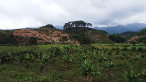 banana plantation farm field in rural southeast asia countryside