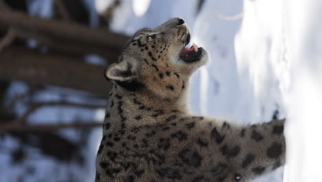 closeup slow motion vertical video of a snow leopard walking forward, filmed from the side