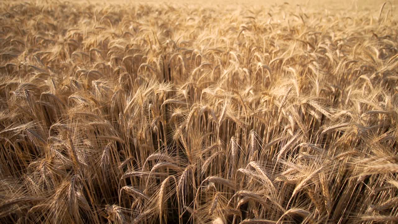 Wheat field in wind at sunset