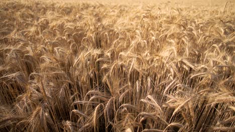 Wheat-field-in-wind-at-sunset