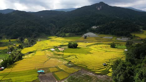 美麗的自然環境中的黃金大米田的美麗風景