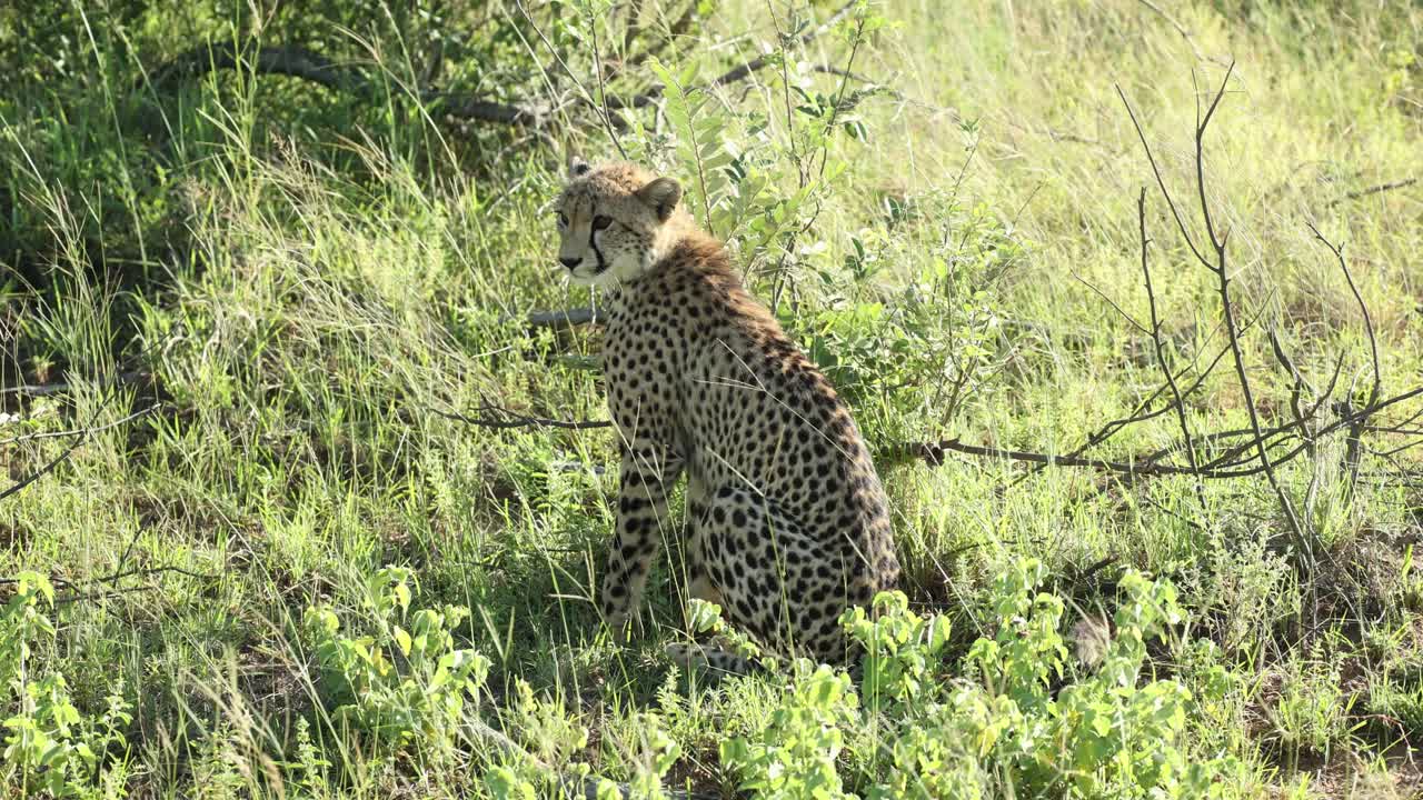 A cute cheetah cub sitting in the long green grass on a windy day and looking over its shoulder, Greater Kruger.