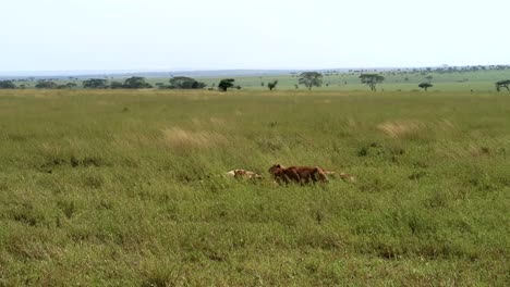 static shot of hungry lions eating a carcass in the long grass of the national park