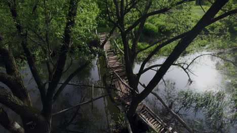 serene river in a lush green forest during a tranquil sunny morning