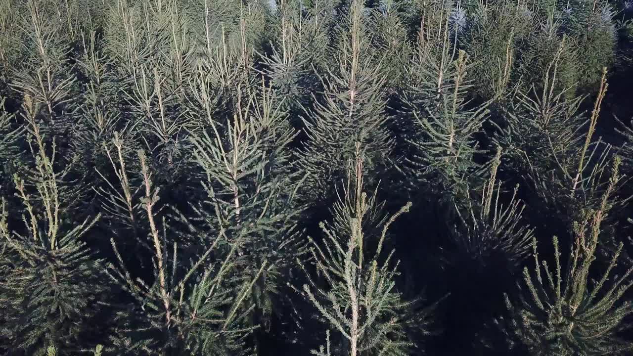 크리스마스 트리 위로 공중 이동