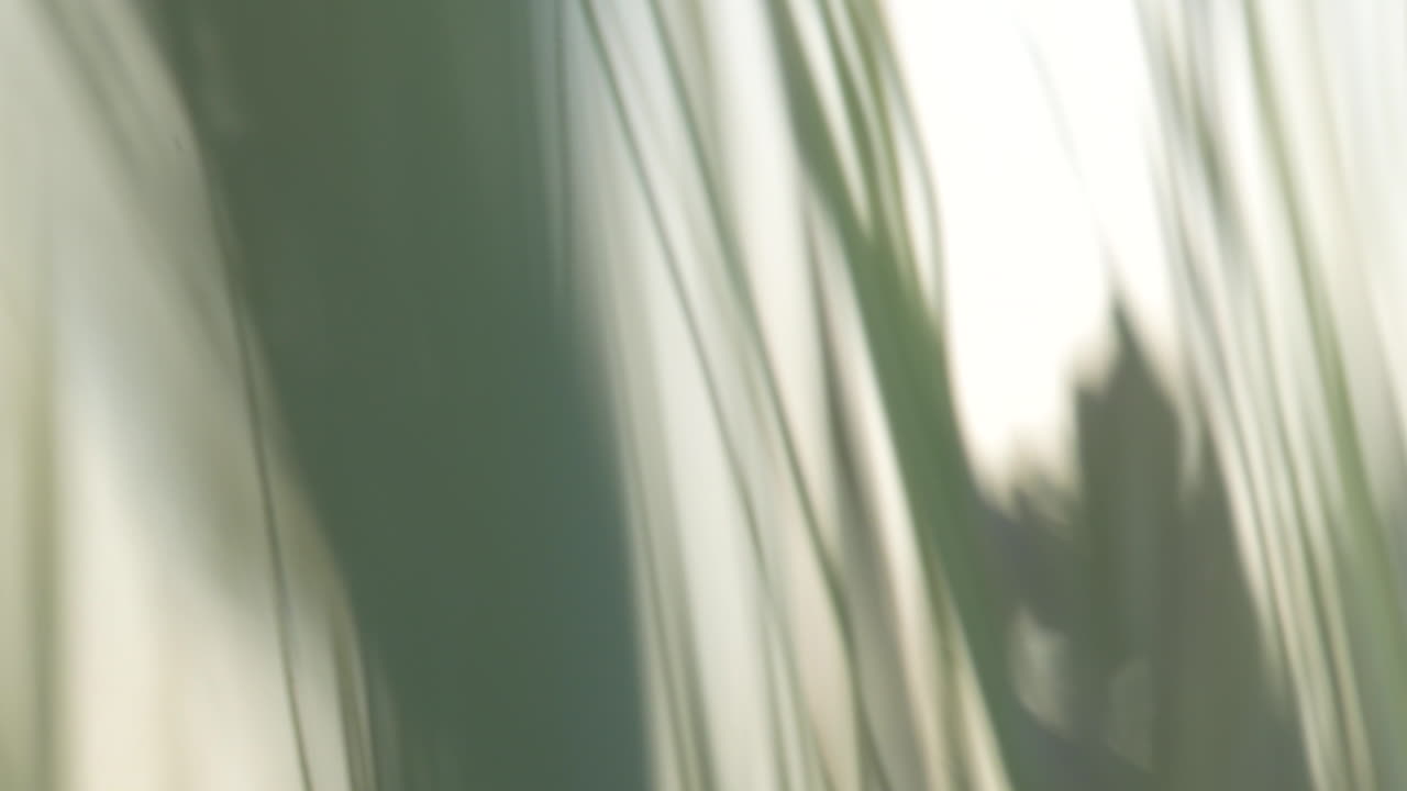 보케 효과를 가진 추상적인 녹색 녹색 밀 줄기의 매크로 클로즈업