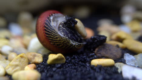 an upside-down nerite snail is nibbled by a tiger barb fish