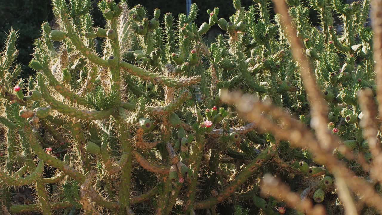 Close up green cactus with yellow spines within a desert environment, city park in Barcelona, Montjuic. African background