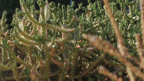 close up green cactus with yellow spines within a desert environment, city park in barcelona, montjuic. african background