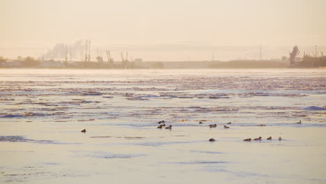 Schmelzendes-Eis-Auf-Dem-Meer-Mit-Enten-Vor-Industriehafen,-Totale