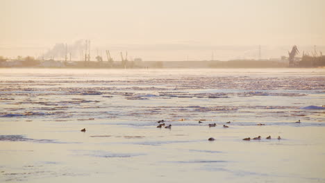 melting ice on sea with ducks in front of industrial port, long shot