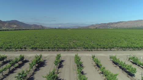 Toma-Aérea-De-Un-Gran-Viñedo-En-El-Valle-De-Guadalupe