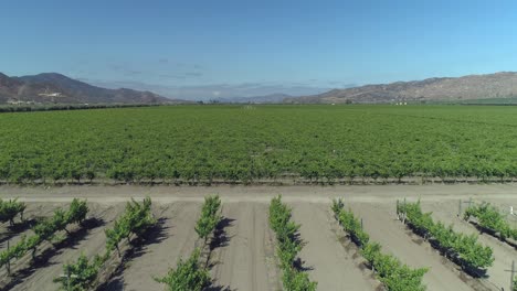 aerial shot of a big vineyad in valle de guadalupe