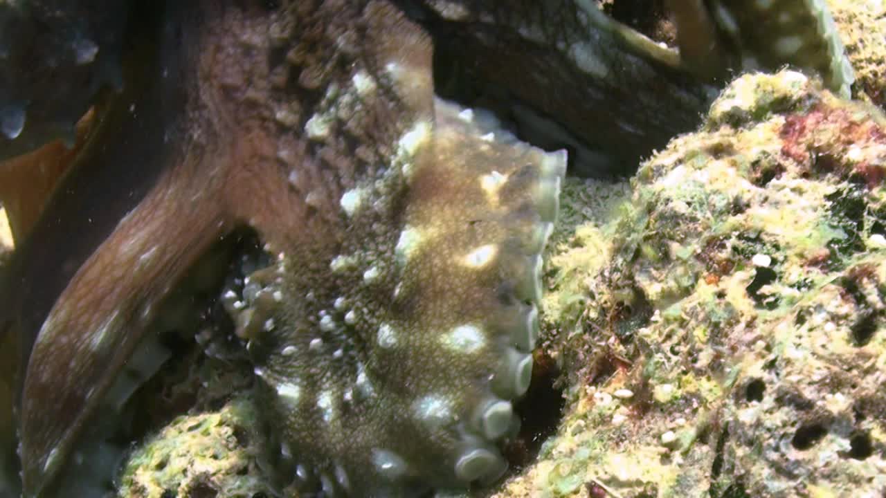 el pez damisela de tres puntos ahuyenta al pulpo de día grande mordiéndole la cabeza, el pulpo se mueve a otro bloque de coral