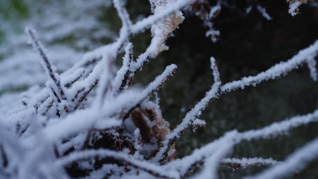Primo piano macro di rami coperti di brina nella fredda natura invernale. Cristalli di ghiaccio e bokeh delicato creano uno sfondo stagionale calmo con una texture ghiacciata dettagliata.