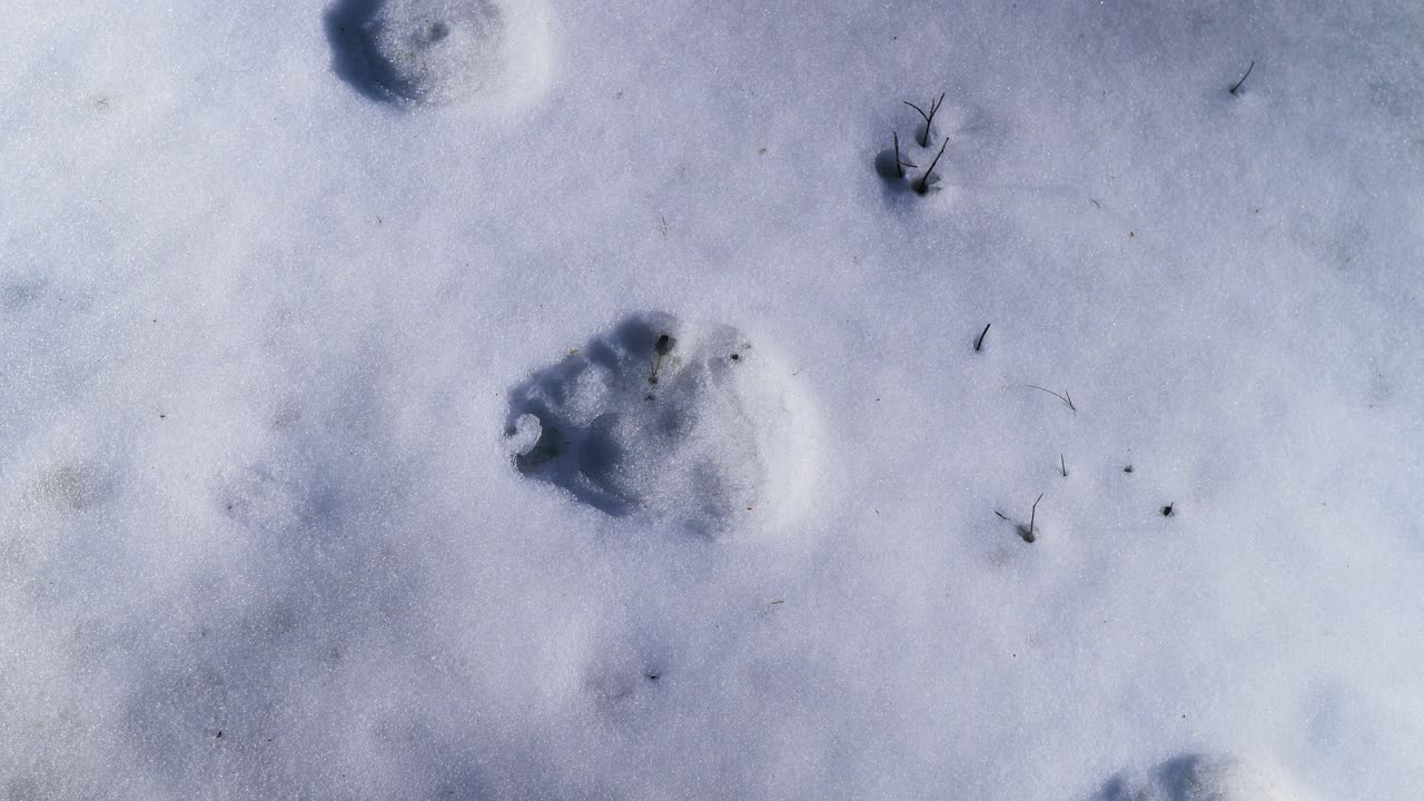 Zampe di orso nella neve