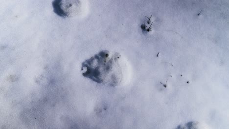 bear paws in the snow