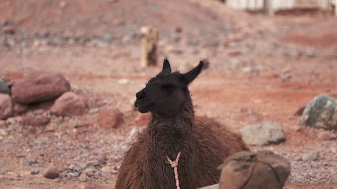 una curiosa llama marrón mirando de izquierda a derecha, capturando un momento de curiosidad y animal tranquilo