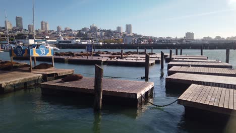 Gimbal-Shot-Panorámica-A-Través-De-Los-Muelles-De-Lobos-Marinos-En-El-Muelle-39-En-Fisherman&#39;s-Wharf,-San-Francisco,-CA.