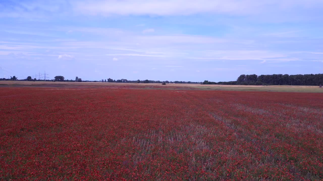 웅장한 공중  ⁇ 보기 비행 빨간 포피 필드 시골 지역 여름 초원