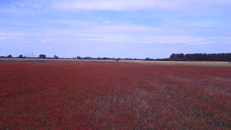 majestic aerial top view flight red poppyfield rural area summer meadow