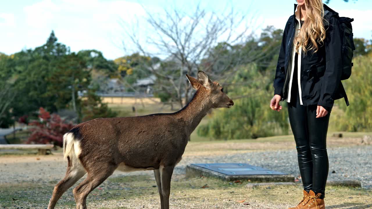 A heartwarming scene in Nara Park, Japan, where a girl greets and feeds a friendly deer.