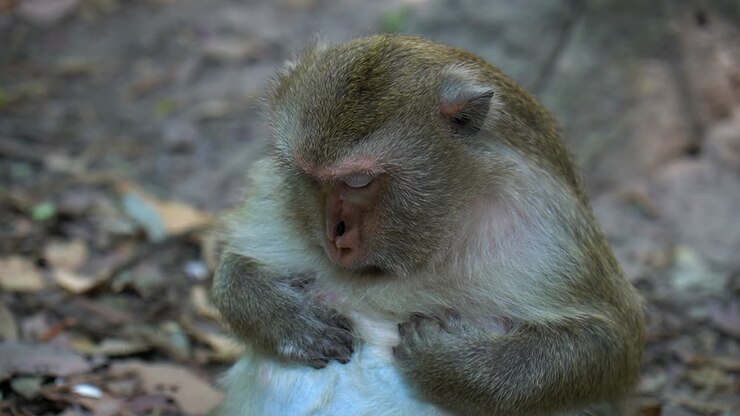 Funny Macaque monkey looks for tiny bugs on his belly and eats them