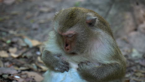 funny macaque monkey looks for tiny bugs on his belly and eats them