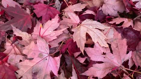 Hojas-De-Otoño-Material-De-Archivo-Video_5-Segundos-En-Hd