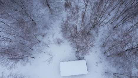 Luftdach-Von-Oben-Nach-Unten-Zwischen-Bäumen-Im-Wald