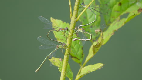 group of forked azure damsel resting on green plant in wilderness,close up