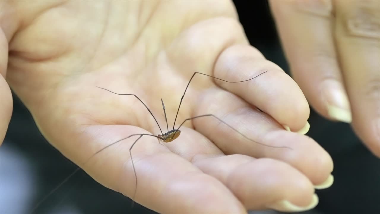 Macro shot of a cellar spider with long thin legs held carefully in a palm