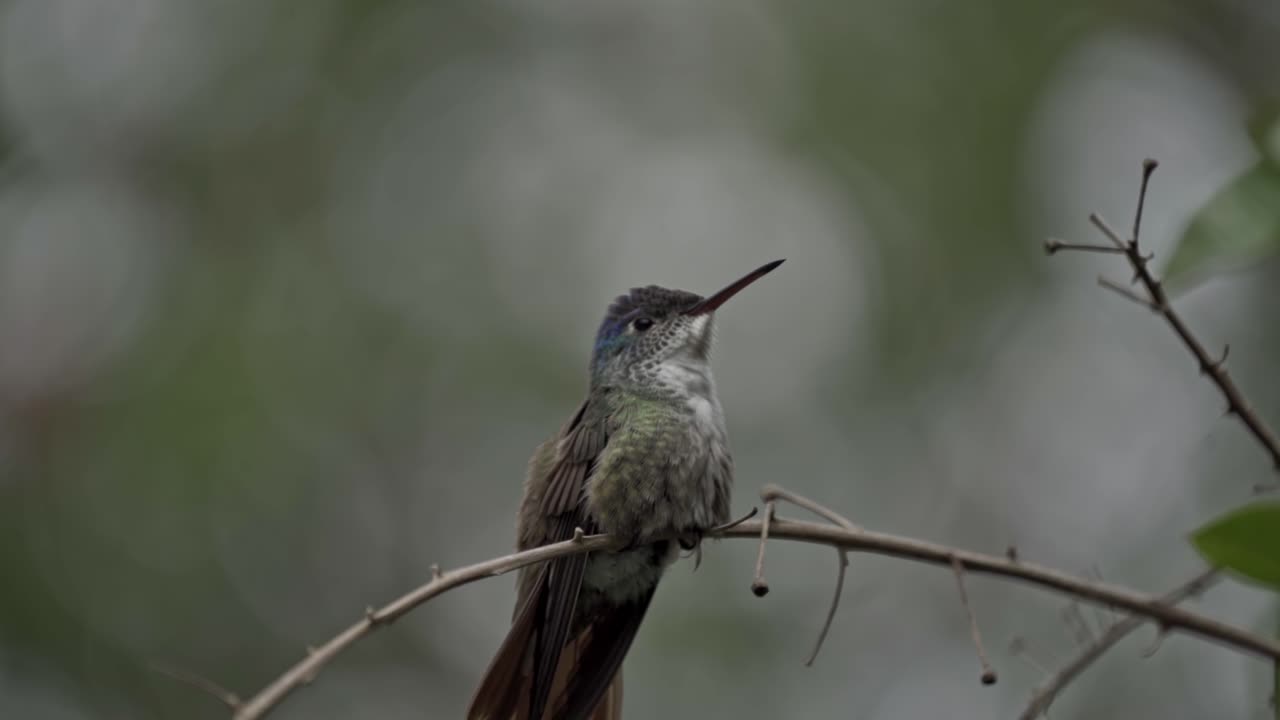 A stunningly sharp, close-up image of a Blue-throated Mountain-gem (Lampornis viridipallens) hummingbird, perched on a thin, leafless branch