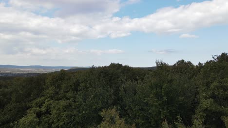 bosque naturaleza vista aérea drone