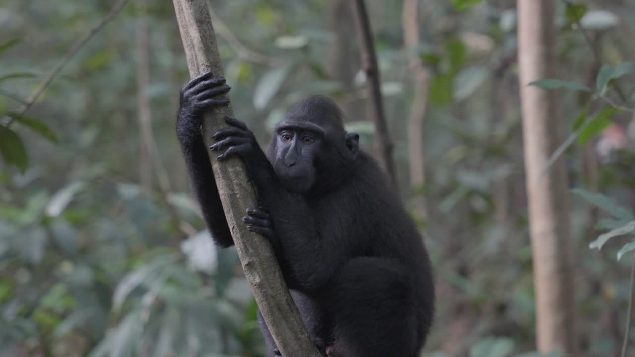 un mono bebé libre y salvaje sentado en un árbol en la jungla, mirando con curiosidad a su alrededor
