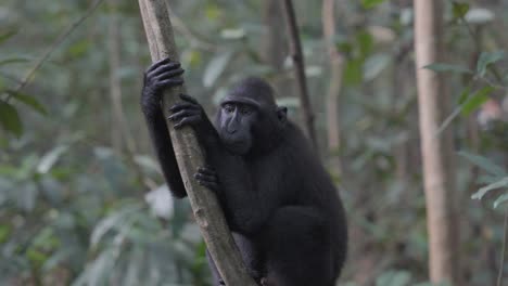 ein freier, wilder baby-affen sitzt auf einem baum im dschungel und schaut sich neugierig um