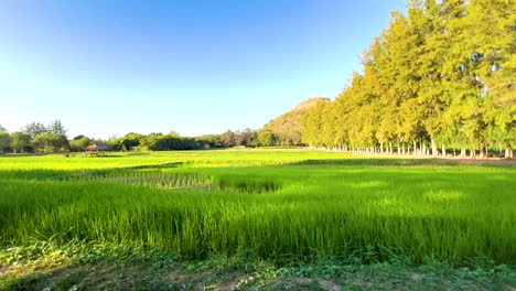 lush green fields under a clear blue sky