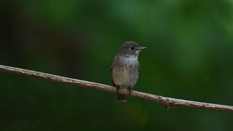 dark-sided flycatcher, muscicapa sibirica seen facing towards the camera while perched on a vine within the forest in chonburi, thailand