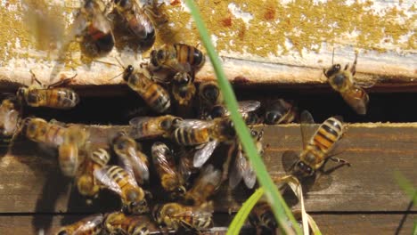 a beehive with honey