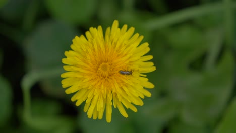 yellow dandelion, insect nestled within petals