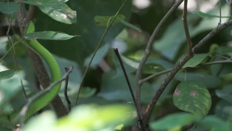 peligrosa y venenosa serpiente víbora verde trepando ramas de árboles en las selvas de borneo tropical