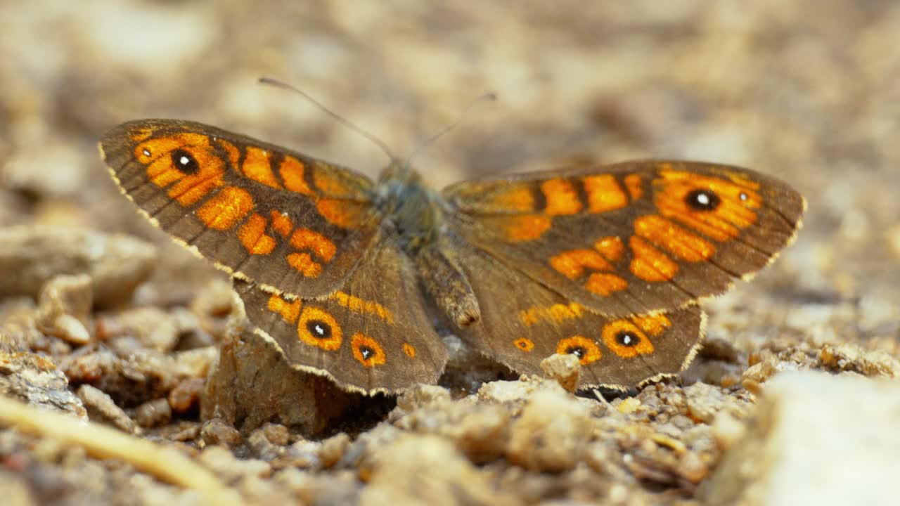 Una farfalla si posa elegantemente su un fiore, assorbendo i dolci raggi del sole in un tranquillo ambiente naturale