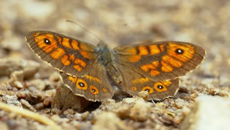 Una-Mariposa-Se-Posa-Elegantemente-Sobre-Una-Flor,-Sumergiéndose-En-Los-Suaves-Rayos-Del-Sol-En-Un-Entorno-Natural-Tranquilo