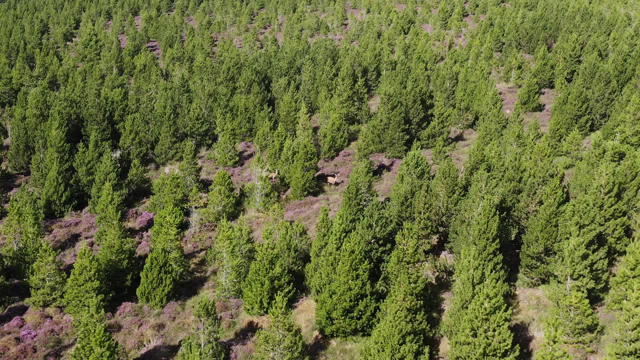 Droneoptagelse af en flok kronhjorte i et moseskovområde på Isle of Lewis, en del af De Ydre Hebrider i Skotland.