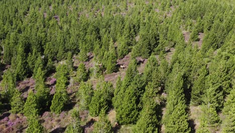 drone shot of a herd of red deer in a peatland forest on the isle of lewis, part of the outer hebrides of scotland