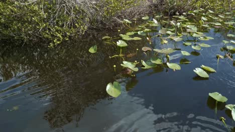 Langsames-Trucking,-Linke-Aufnahme,-Vorbei-An-Seerosenblättern-Und-Hohem-Gras-Im-Trüben-Wasser-Der-Florida-Everglades-In-Der-Nähe-Von-Miami,-Auf-Einem-Airboat-Während-Einer-Tour-An-Einem-Warmen-Sommertag