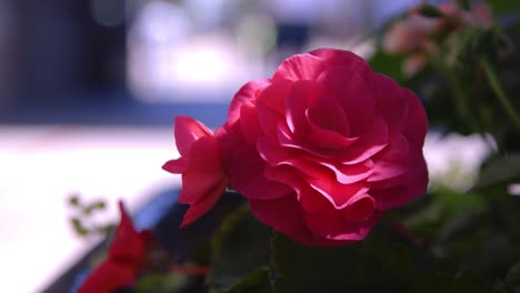 Rote-Rose-In-Der-Sonne-Mit-Belebter-Straße-Unscharf-Im-Hintergrund-1