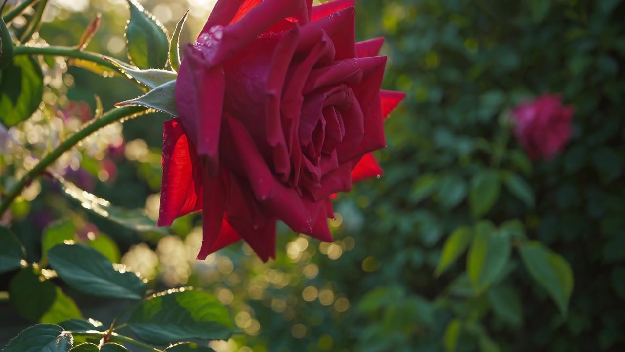 Sollys skinner på en rød rose med vanddråber i en have