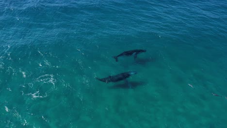 Dos-Ballenas-Jorobadas-Jugando-Con-Delfines-Mulares.